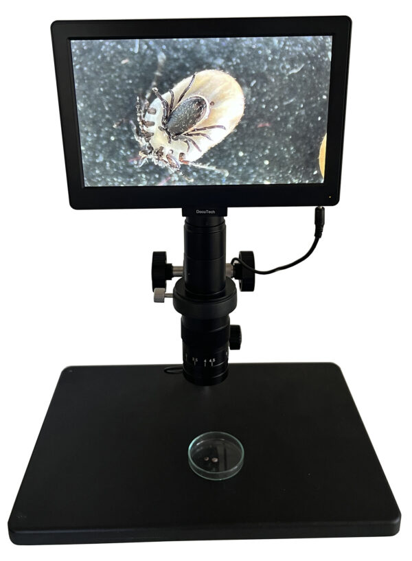 Flåt set i digitalt mikroskop